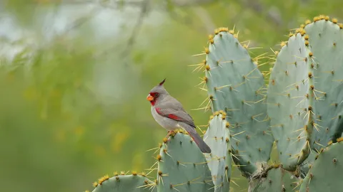 Haz que cada p&aacute;jaro cuente