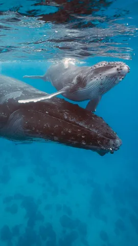 Proteggiamo i Giganti Buoni