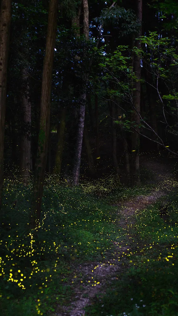 初夏の夜を彩る光の舞