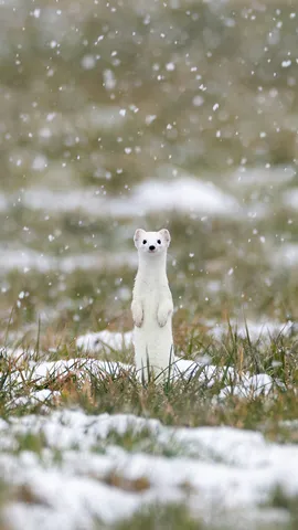 软萌雪中小精灵
