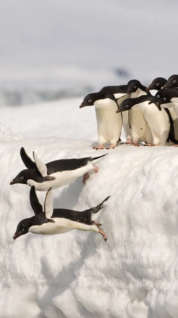 Ad&eacute;lie penguins, Antarctica