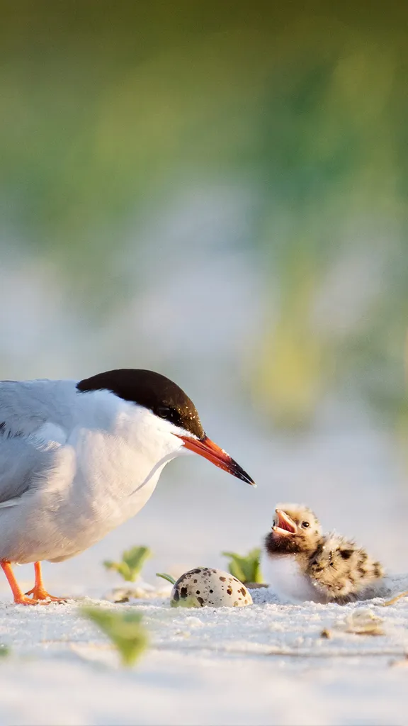 Kennen Sie diese Vogelart?