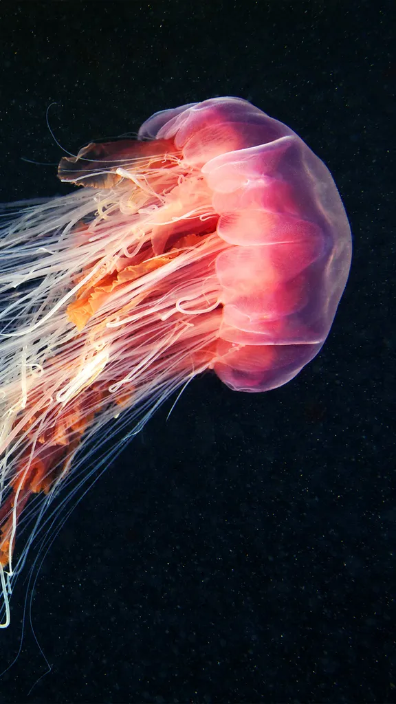 随波逐流
