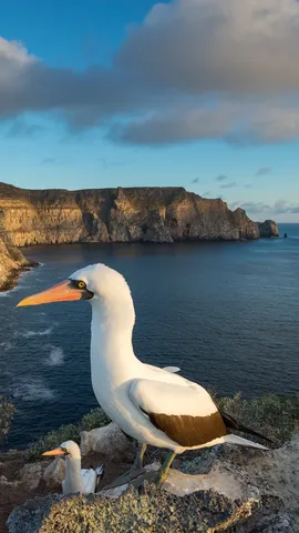 岩の上で休むナスカカツオドリ