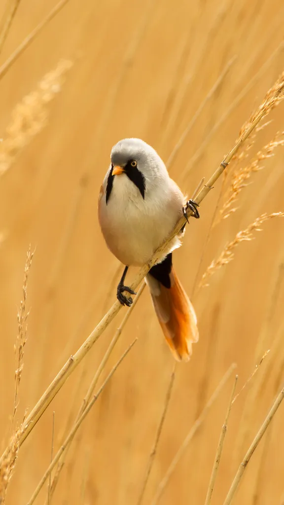 Male bearded reedling, Norfolk, England