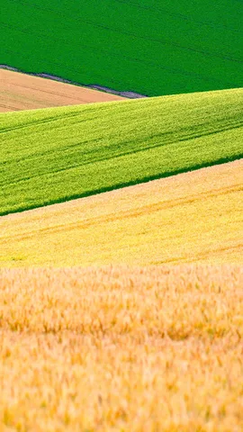 美しい黄金色の小麦畑