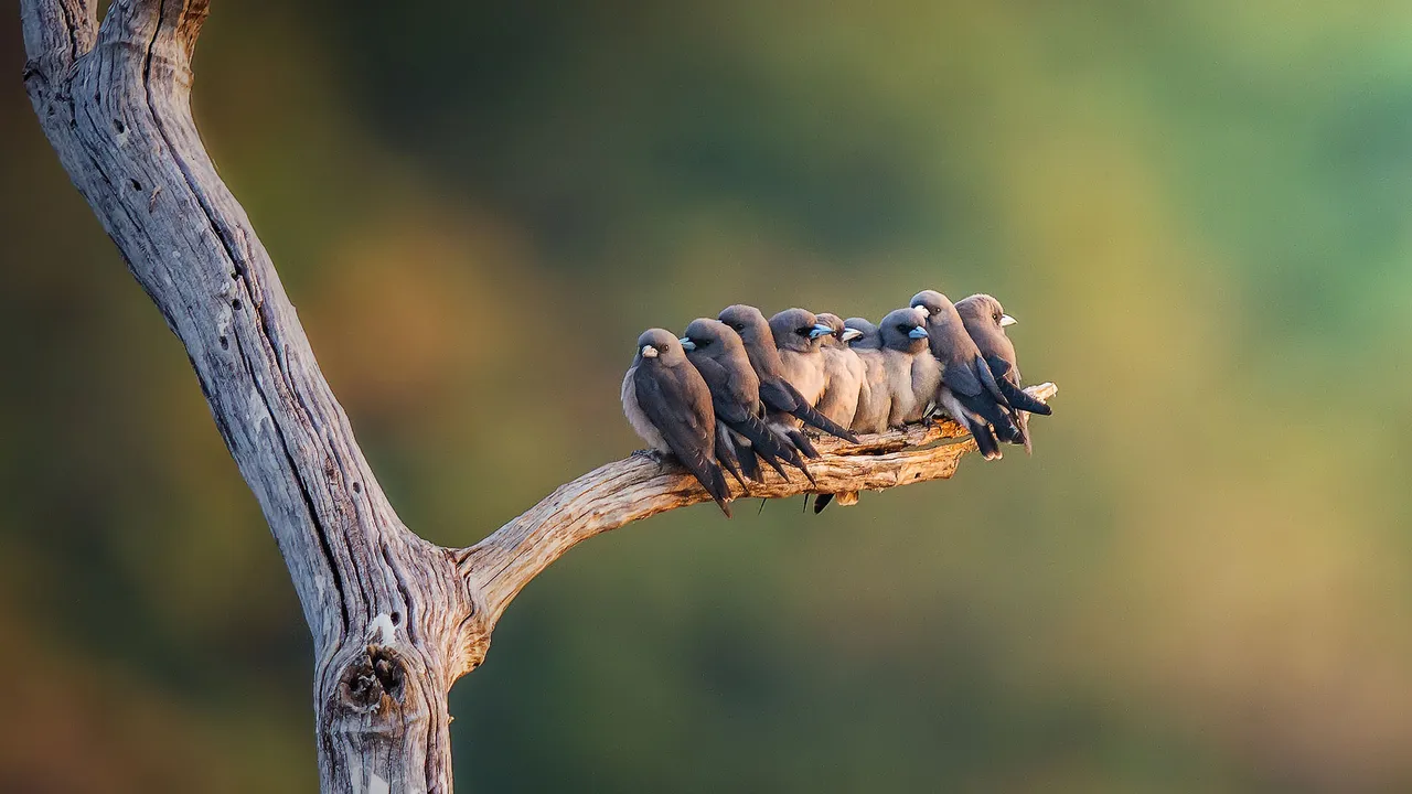Family of ashy woodswallows perched on a branch in Thailand
