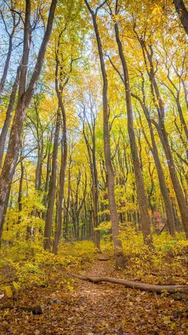 Shenandoah National Park, Virginia, United States