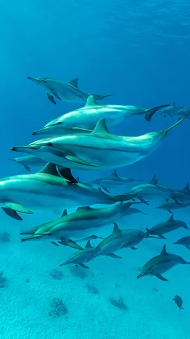 Spinner dolphin pod in the Red Sea, Marsa Alam, Egypt