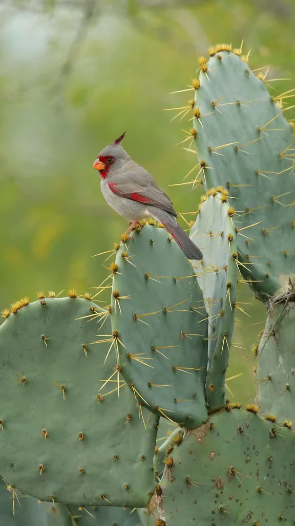 Make every bird count