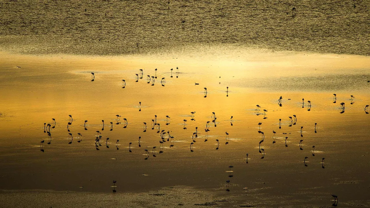 Water, wildlife, and wonder